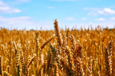 bir çim çiçeğinin temel birimi, tabanda iki balgam ya da dış braklardan ve bir ya da daha fazla çiçekten oluşur. Ön planda büyük sivri uçlu buğday tarlası ve açık mavi gökyüzü.