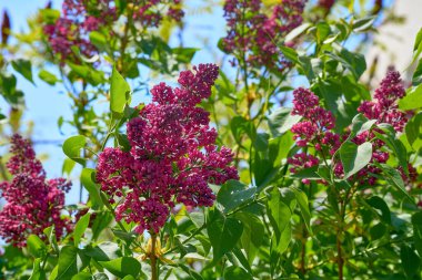Bir Avrasya çalısı veya zeytin familyasından küçük bir ağaç, kokulu menekşe, pembe veya beyaz çiçekleri vardır ve yaygın olarak bir süs olarak yetiştirilir..