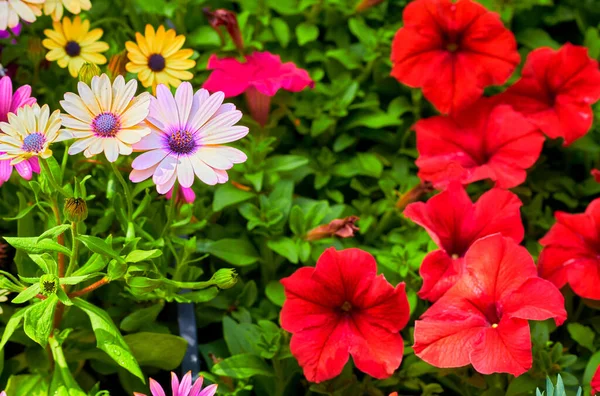 Seed Bearing Part Plant Consisting Reproductive Organs Typically Surrounded Brightly — Stock Photo, Image