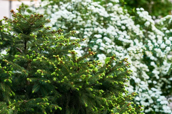 a widespread coniferous tree which has a distinctive conical shape and hanging cones, widely grown for timber, pulp, and Christmas trees. Green shoots of a young flowering spruce and white flowers.