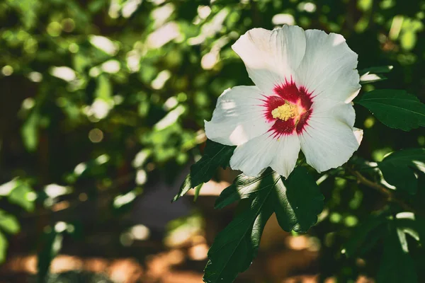 고관절 Rose Hip 고관절 Rosehip 종류의 식물의 부속품 열매이다 — 스톡 사진