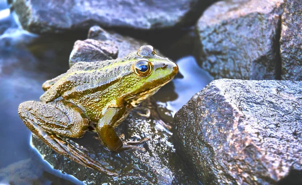 Tailless Amphibian Short Squat Body Moist Smooth Skin Very Long — Stock Photo, Image