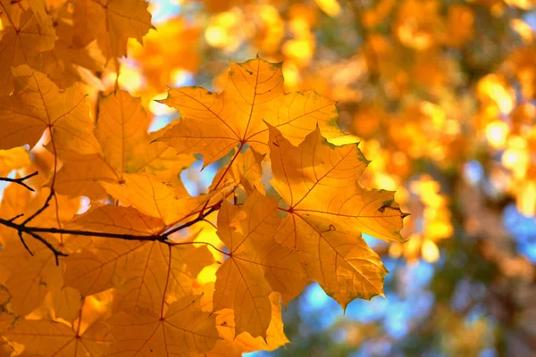 Дерево Кустарник Лопастными Листьями Крылатыми Фруктами Красочными Осенними Листьями Выращенными — стоковое фото