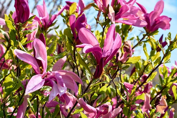Lovely purplish pink magnolia flowers in spring garden.a tree or shrub with large, typically creamy-pink, waxy flowers. Magnolias are widely grown as ornamental trees.