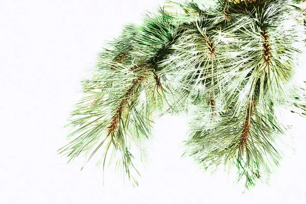 나무는 모양을 있으며 목재와 펄프로 재배되는 모양을 크리스마스 카드를 스프루스 — 스톡 사진