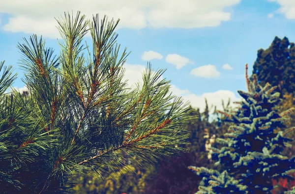 Egy Örökzöld Tűlevelű Amelynek Hosszú Tűlevelei Vannak Sokfélét Termesztenek Puha — Stock Fotó