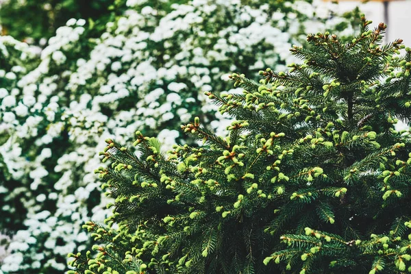 침엽수는 모양을 있으며 크리스마스 트리를 꽃피는 가문비나무와 — 스톡 사진