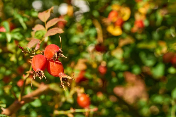 Fruit Rose Especially Wild Kind Red Healthy Rose Hips Tea — Zdjęcie stockowe