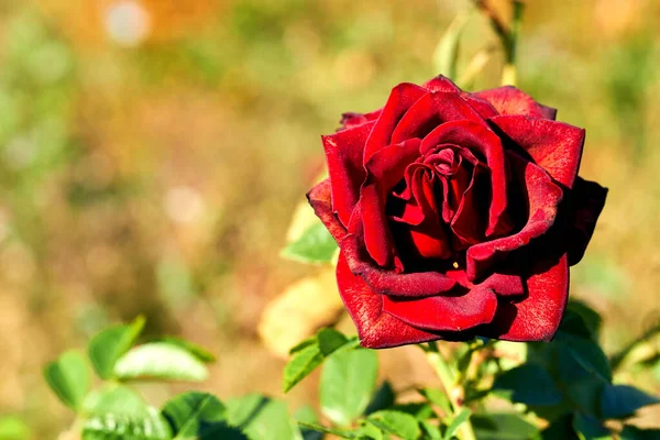 Arbusto Arbusto Espinoso Que Normalmente Lleva Flores Fragantes Rojas Rosadas — Foto de Stock