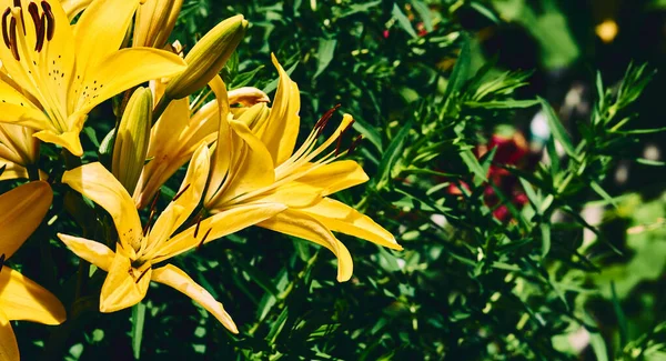 Ris Ailesinin Eski Dünya Bitkisi Kılıç Şeklinde Yaprakları Parlak Renkli — Stok fotoğraf