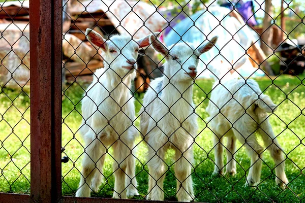 a hardy domesticated ruminant animal that has backward curving horns and in the male a beard. It is kept for its milk and meat and is noted for its behavior.Little funny goats on a juicy green lawn