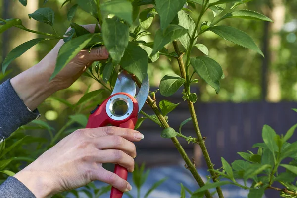 Garden shears for trimming branches, cutting cuttings, etc. Garden care. Trimming with scissors secateurs extra branches on a fruit tree. High quality photo