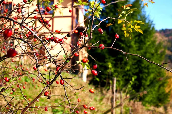 Any Number Prickly Scrambling Shrubs Especially Sweetbrier Other Wild Roses — стоковое фото