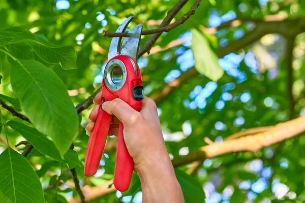 Garden Shears Trimming Branches Cutting Cuttings Etc Garden Care Trimming — Fotografia de Stock