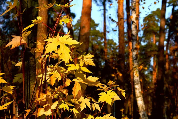 Tree Shrub Lobed Leaves Winged Fruits Colorful Autumn Foliage Grown — Stockfoto