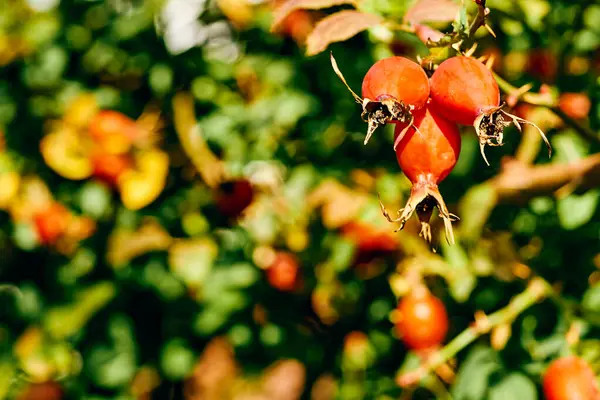Egy Rózsa Gyümölcse Különösen Egy Vadé Vörös Egészséges Csipkebogyó Teához — Stock Fotó