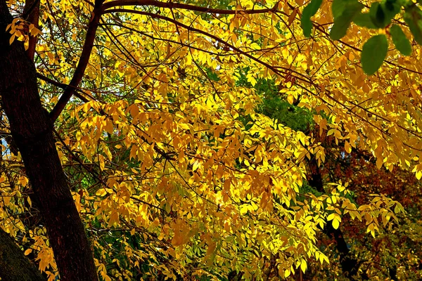 Осень Самое Красочное Время Года Времен Года Природа Меняет Свой — стоковое фото