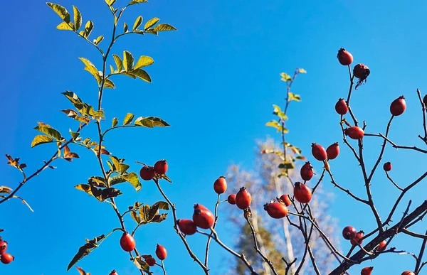 Any Number Prickly Scrambling Shrubs Especially Sweetbrier Other Wild Roses — ストック写真