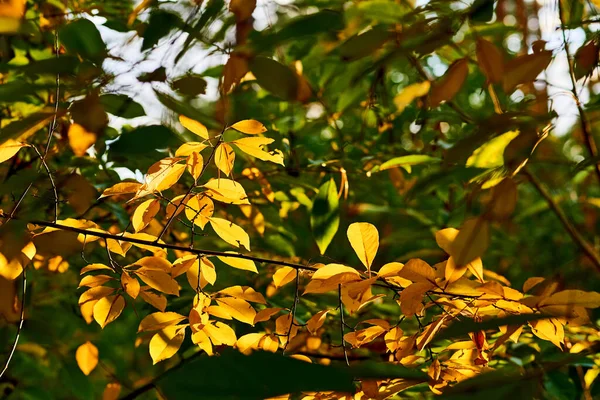 Podzim Nejpestřejší Období Roku Všech Ročních Období Kdy Příroda Mění — Stock fotografie