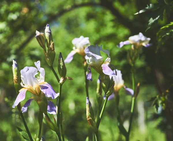 Old World Plant Iris Family Sword Shaped Leaves Spikes Brightly — Stok fotoğraf