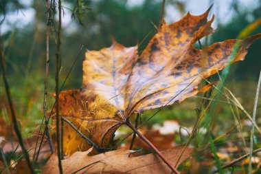 a tree or shrub with lobed leaves, winged fruits, and colorful autumn foliage, grown as an ornamental or for its timber or syrupy sap. Autumn bright maple leaves close up and green grass
