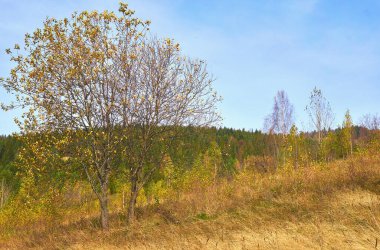 Autumn is the most colorful time of the year from all seasons, when nature changes its usual appearance to golden colors. Autumn trees with falling leaves on a rural pasture. 