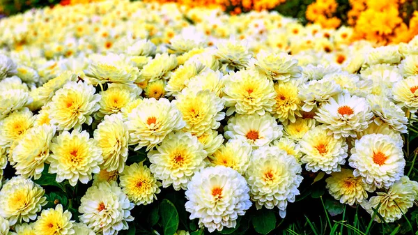 Plant Daisy Family Has Bright Rayed Flowers Autumn Bright Yellow — Stockfoto