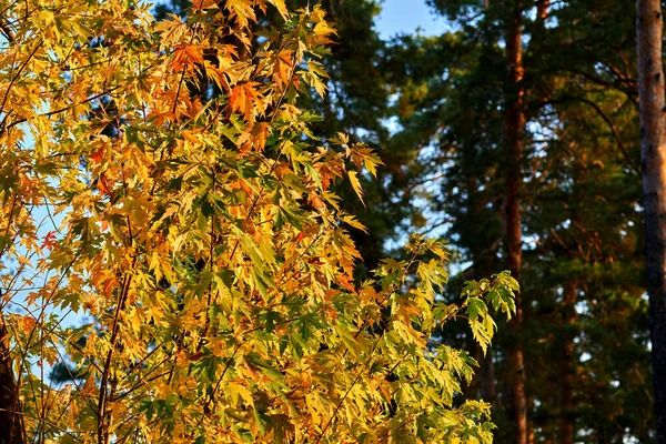 Autumn Most Colorful Time Year All Seasons Nature Changes Its — Stockfoto