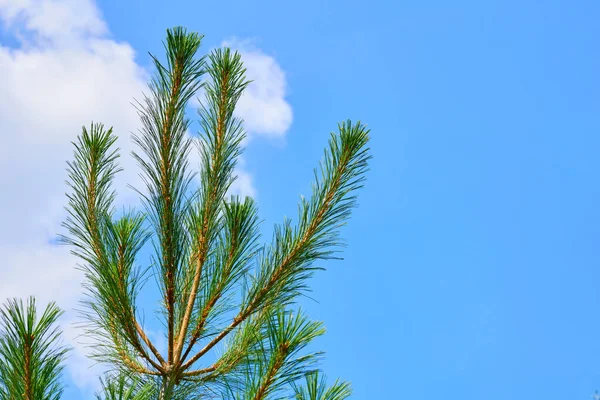 パルプ クリスマスツリーのために広く栽培され 独特の円錐形とハンギングコーンを有する広範な針葉樹の木 — ストック写真
