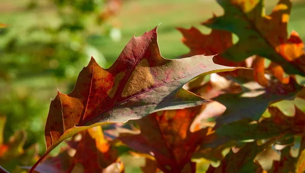 Autumn One Four Temperate Seasons Tropics Autumn Marks Transition Summer — Foto de Stock