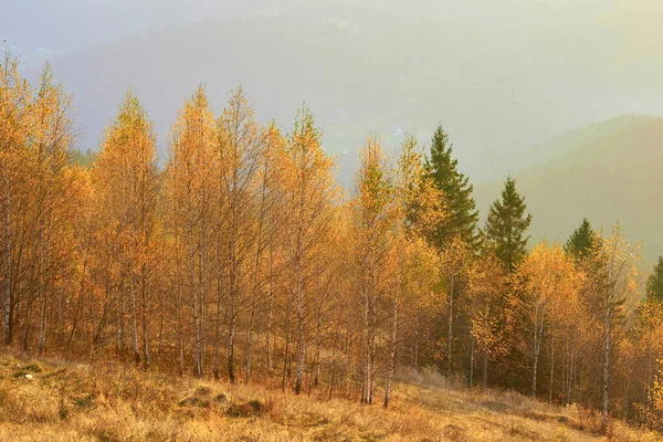Autumn is one of the four temperate seasons. Outside the tropics, autumn marks the transition from summer to winter. Golden orange yellow colors of autumn.Wonderful forest in all its splendor
