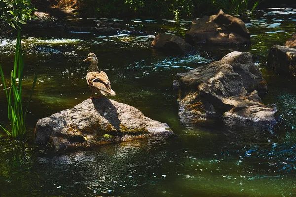 Egy Vízimadár Széles Tompa Számlával Rövid Lábakkal Úszóhártyás Lábbal Egy — Stock Fotó