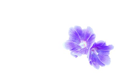 Bir bitkinin tohum taşıyan parçası, genellikle parlak renkli yapraklarla çevrili üreme organlarından oluşur. İki mavi mor menekşe çiçeği başı Alcea rosea beyaz üzerine izole edilmiş.