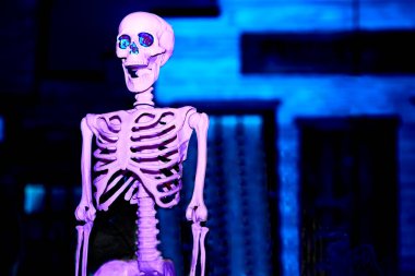 31 Ekim gecesi, Azizler Günü arifesi, genellikle kostüm giyip kapı kapı dolaşıp şeker isteyen çocuklar tarafından kutlanır. Pembe, mor, zehirli cadılar bayramı iskeleti. Koyu mavi odada.