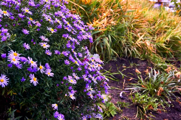 Plant Daisy Family Has Bright Rayed Flowers Typically Purple Pink — Stock Photo, Image