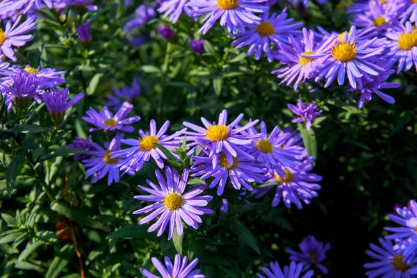 a plant of the daisy family that has bright rayed flowers, typically of purple or pink. Tender bush of autumn purple lilac blue asters october sky