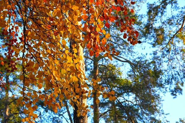 Der Herbst Ist Eine Der Vier Gemäßigten Jahreszeiten Außerhalb Der — Stockfoto