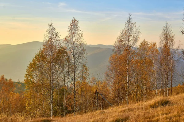 Autumn is one of the four temperate seasons. Outside the tropics, autumn marks the transition from summer to winter. Golden orange yellow autumn colors. Nice forest in all its splendor in mountains