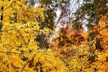 Sonbahar, doğanın sonbahar güneşinde olağan görünümünü altın renklere çevirdiği tüm mevsimlerden yılın en renkli zamanıdır. Parlak sarı turuncu yapraklı sonbahar altın dalları.