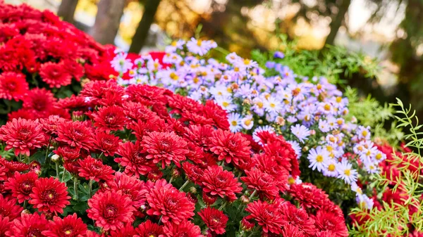 a plant of the daisy family that has bright rayed flowers. Autumn bright red asters in a light haze in a city park