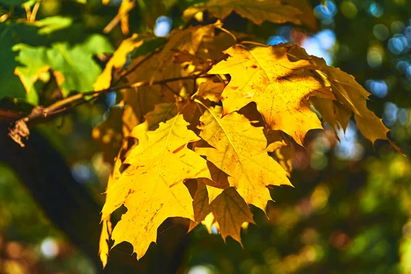 Осень Является Одним Четырех Умеренных Сезонов Пределами Тропиков Осень Знаменует — стоковое фото