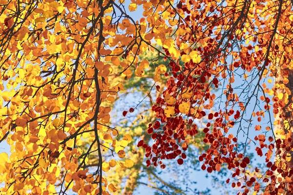 Осень Самое Красочное Время Года Времен Года Природа Меняет Свой — стоковое фото