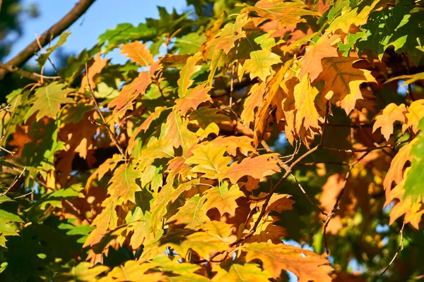 가을은 계절중 밖에서는 여름에서 겨울로 바뀌어 날에는 황금색의 떡갈나무 — 스톡 사진