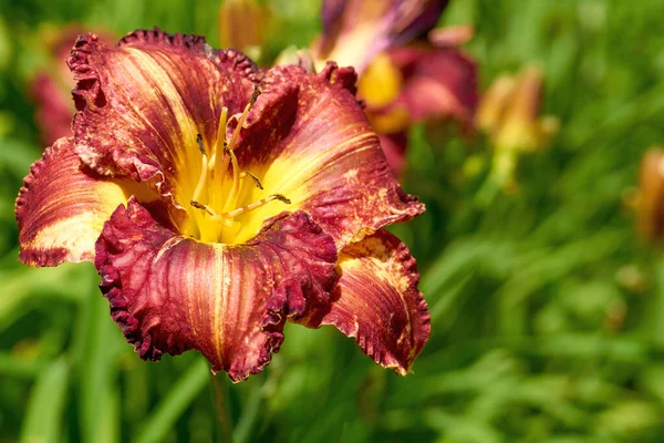 Írisz Család Óvilági Növénye Kardalakú Levelekkel Élénk Színű Virágok Tüskéivel — Stock Fotó