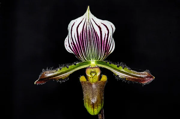 Bela orquídea de Paphiopedilum — Fotografia de Stock