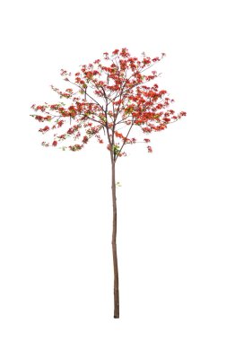 Peacock flowers tree Isolated clipart
