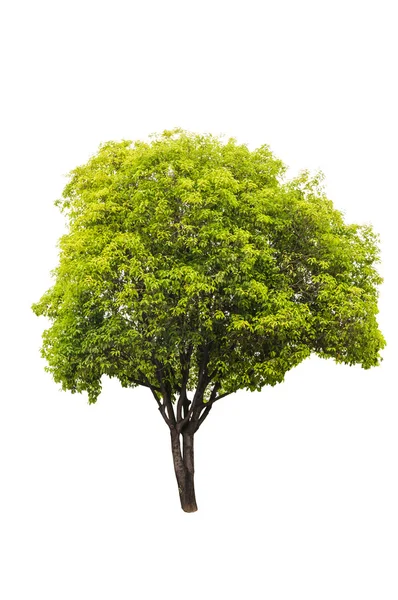 Árbol verde aislado — Foto de Stock