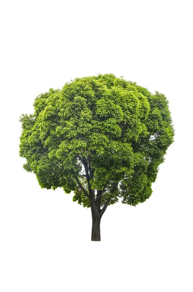 Árbol verde aislado — Foto de Stock