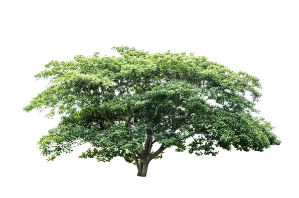 孤立的绿树 — 图库照片