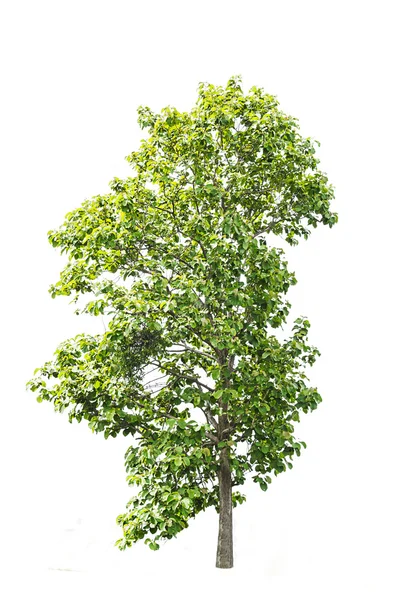 Green tree isolated — Stock Photo, Image